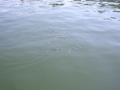 cimg0588.jpg