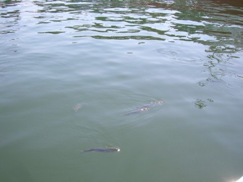 cimg0589.jpg