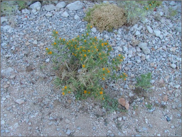 dscf6293.jpg
