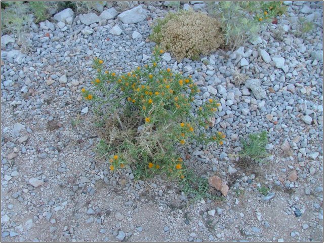dscf6294.jpg