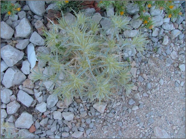 dscf6295.jpg