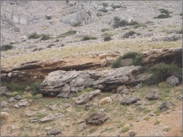 rab_2009_239.jpg